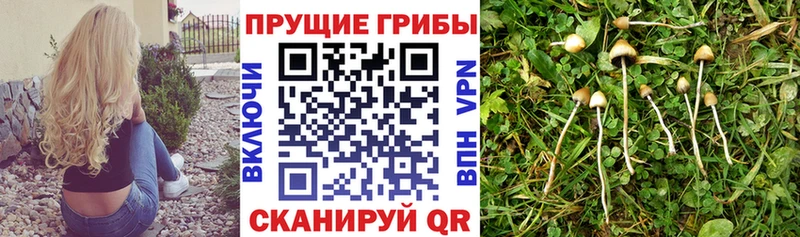 площадка состав  где купить наркоту  Меленки  Псилоцибиновые грибы Psilocybe 